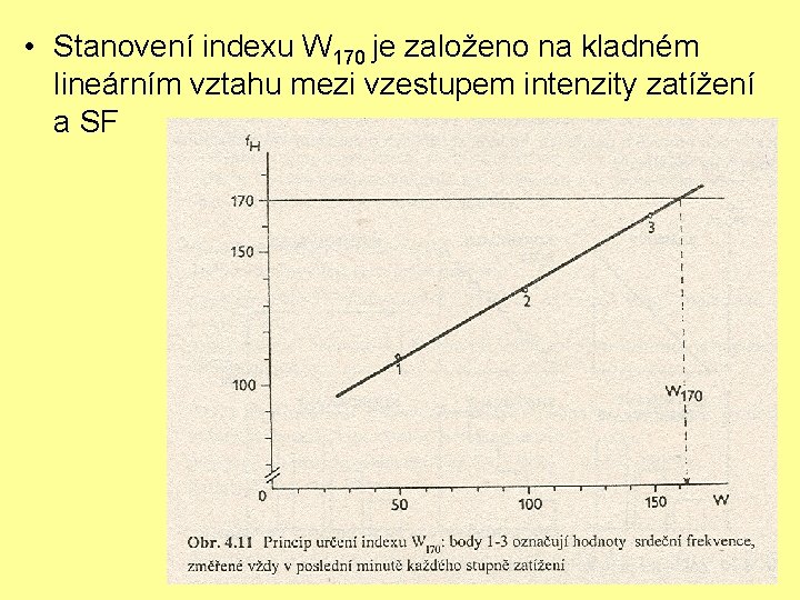  • Stanovení indexu W 170 je založeno na kladném lineárním vztahu mezi vzestupem