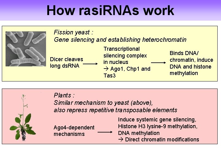 How rasi. RNAs work Fission yeast : Gene silencing and establishing heterochromatin Dicer cleaves