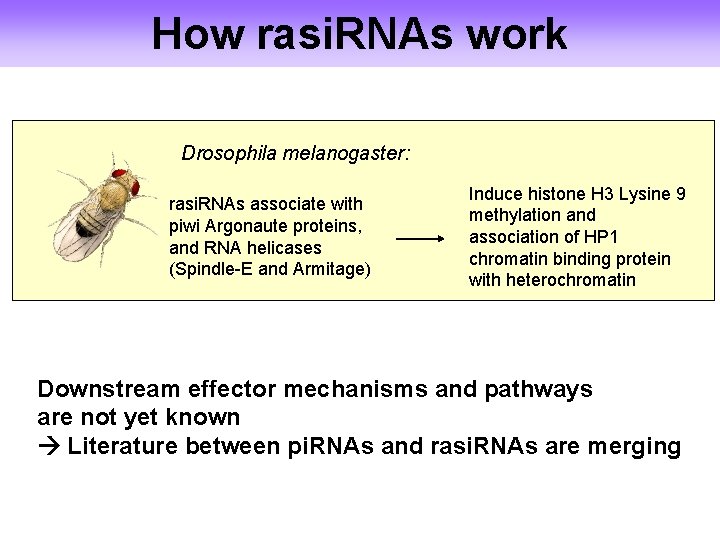 How rasi. RNAs work Drosophila melanogaster: rasi. RNAs associate with piwi Argonaute proteins, and