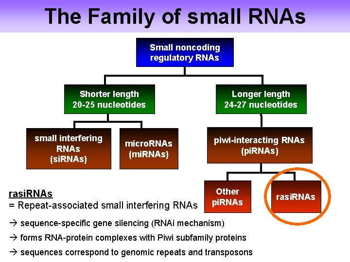 The Family of small RNAs Small noncoding regulatory RNAs Shorter length 20 -25 nucleotides