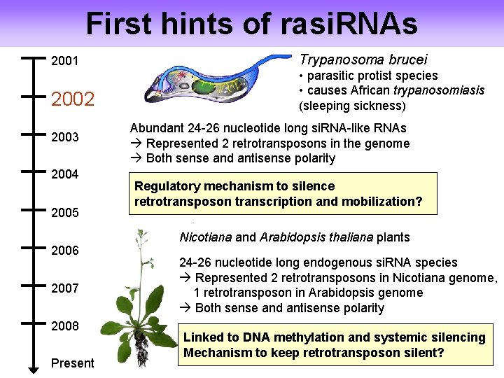 First hints of rasi. RNAs 2001 Trypanosoma brucei 2002 • parasitic protist species •