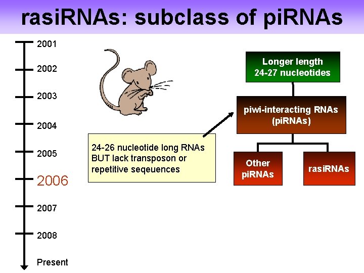 rasi. RNAs: subclass of pi. RNAs 2001 Longer length 24 -27 nucleotides 2002 2003