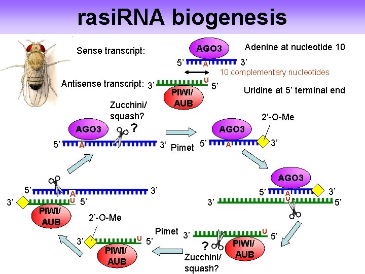 rasi. RNA biogenesis 5’ PIWI/ AUB Zucchini/ squash? 5’ 3’ A U Antisense transcript: