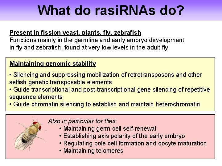 What do rasi. RNAs do? Present in fission yeast, plants, fly, zebrafish Functions mainly
