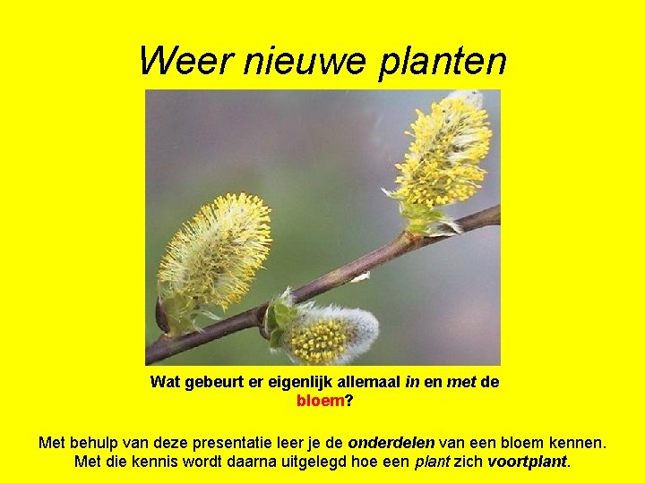 Weer nieuwe planten Wat gebeurt er eigenlijk allemaal in en met de bloem? Met