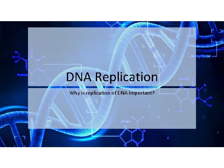 DNA Replication Why is replication of DNA important? 