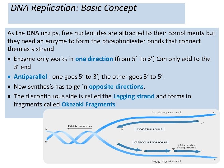 DNA Replication: Basic Concept As the DNA unzips, free nucleotides are attracted to their