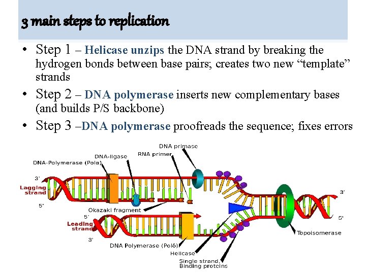 3 main steps to replication • Step 1 – Helicase unzips the DNA strand