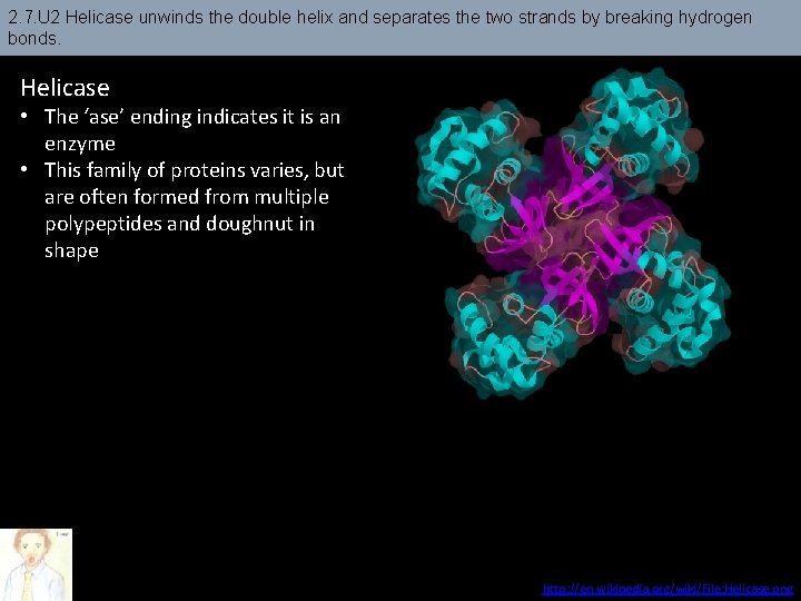 2. 7. U 2 Helicase unwinds the double helix and separates the two strands