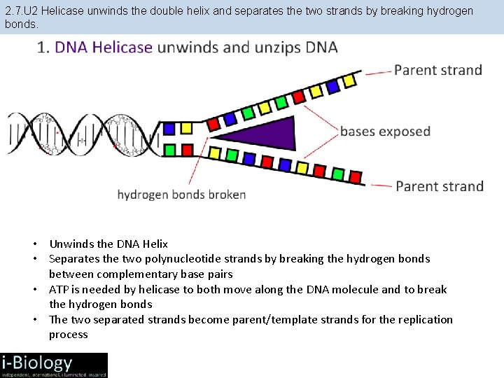 2. 7. U 2 Helicase unwinds the double helix and separates the two strands