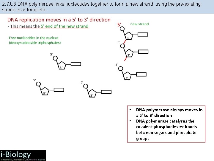 2. 7. U 3 DNA polymerase links nucleotides together to form a new strand,