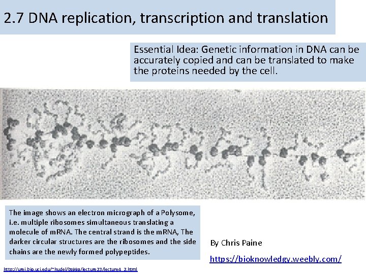 2. 7 DNA replication, transcription and translation Essential Idea: Genetic information in DNA can
