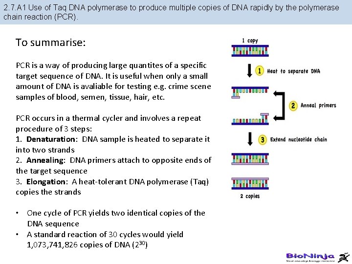 2. 7. A 1 Use of Taq DNA polymerase to produce multiple copies of