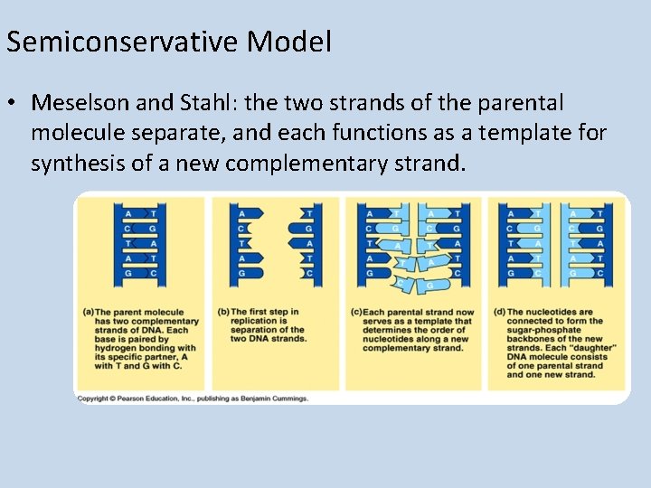 Semiconservative Model • Meselson and Stahl: the two strands of the parental molecule separate,