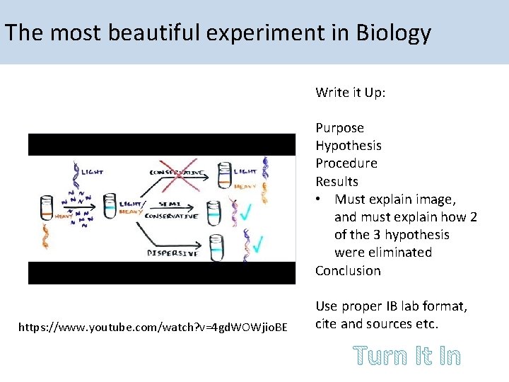 The most beautiful experiment in Biology Write it Up: Purpose Hypothesis Procedure Results •