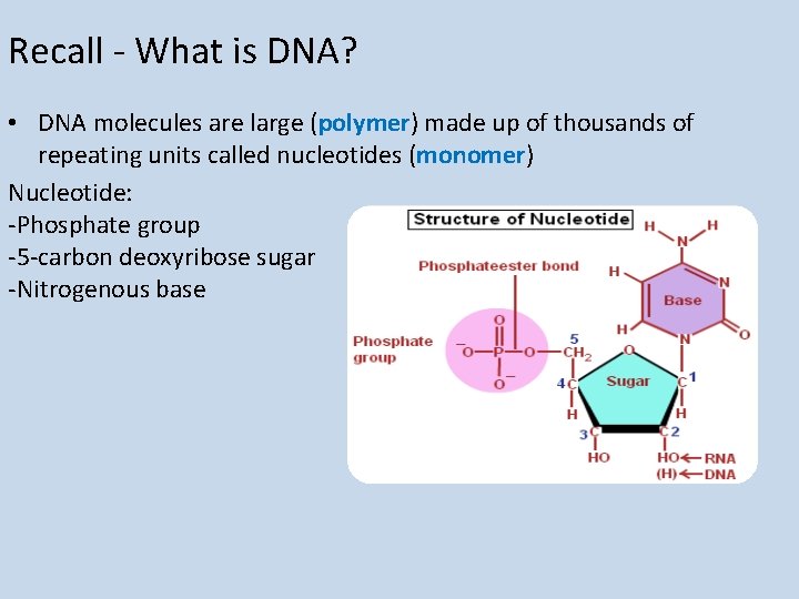 Recall - What is DNA? • DNA molecules are large (polymer) made up of