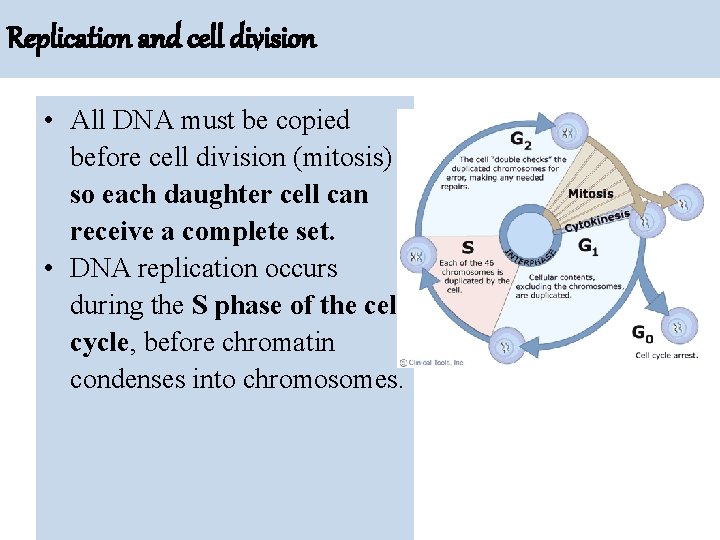 Replication and cell division • All DNA must be copied before cell division (mitosis)