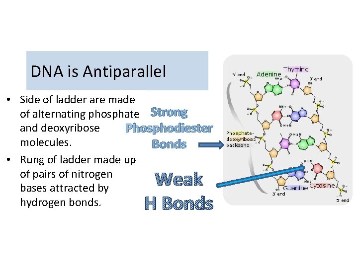 DNA is Antiparallel • Side of ladder are made of alternating phosphate Strong and