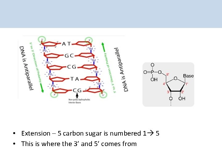  • Extension – 5 carbon sugar is numbered 1 5 • This is