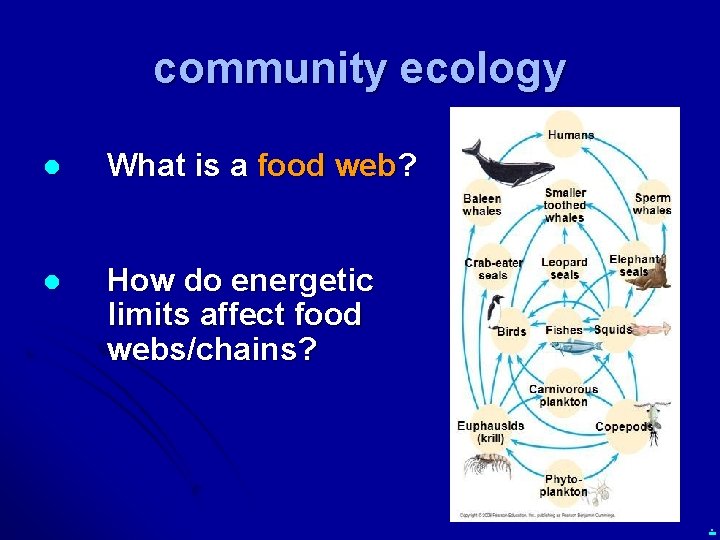 community ecology l What is a food web? l How do energetic limits affect