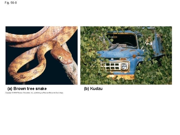 Fig. 56 -8 (a) Brown tree snake (b) Kudzu 