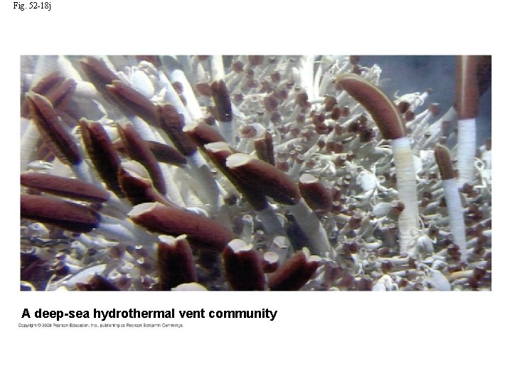 Fig. 52 -18 j A deep-sea hydrothermal vent community 