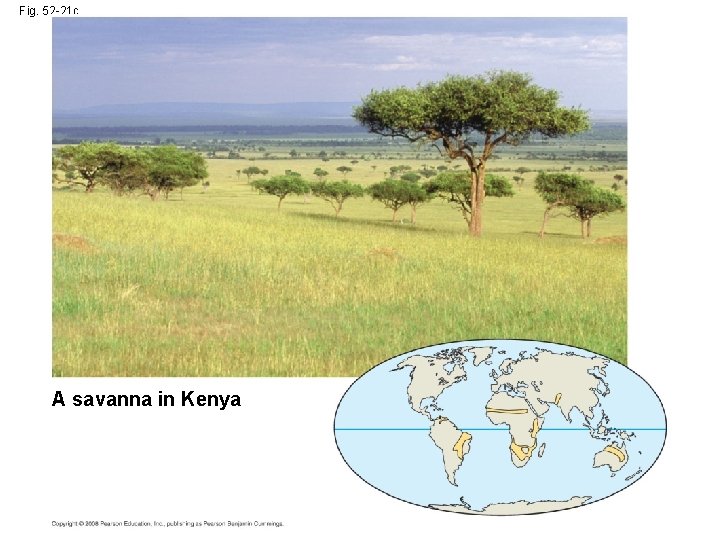 Fig. 52 -21 c A savanna in Kenya 