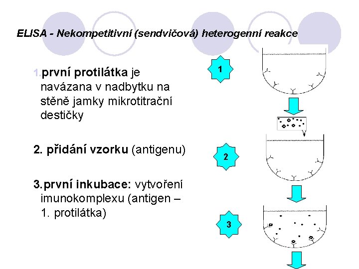 ELISA - Nekompetitivní (sendvičová) heterogenní reakce 1. první protilátka je 1 navázana v nadbytku