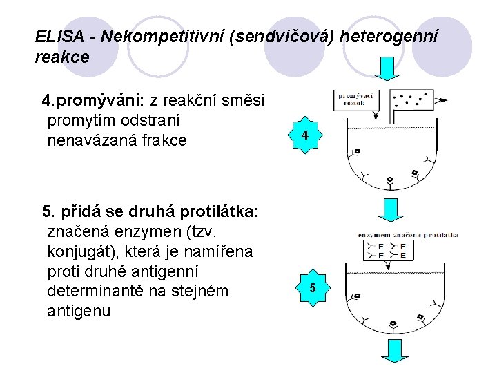 ELISA - Nekompetitivní (sendvičová) heterogenní reakce 4. promývání: z reakční směsi promytím odstraní nenavázaná