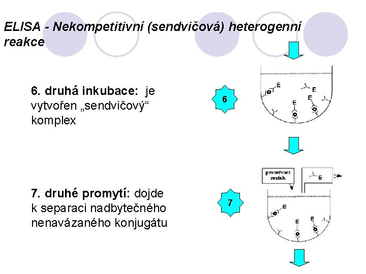 ELISA - Nekompetitivní (sendvičová) heterogenní reakce 6. druhá inkubace: je vytvořen „sendvičový“ komplex 7.