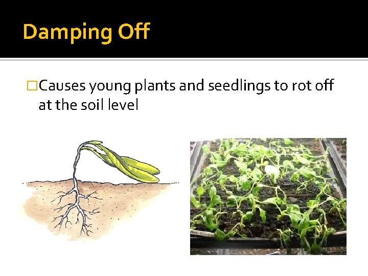 Damping Off �Causes young plants and seedlings to rot off at the soil level