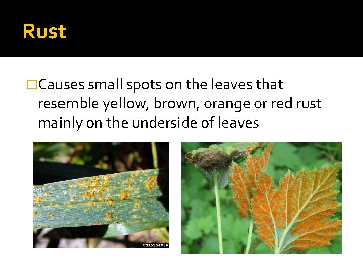 Rust �Causes small spots on the leaves that resemble yellow, brown, orange or red