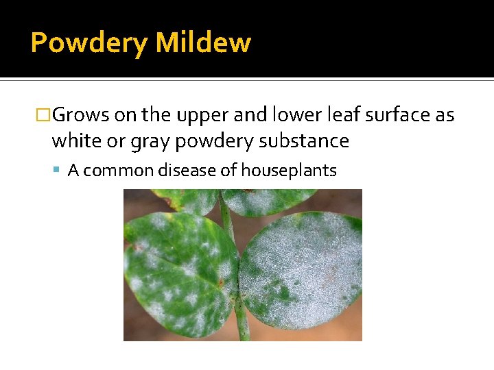Powdery Mildew �Grows on the upper and lower leaf surface as white or gray