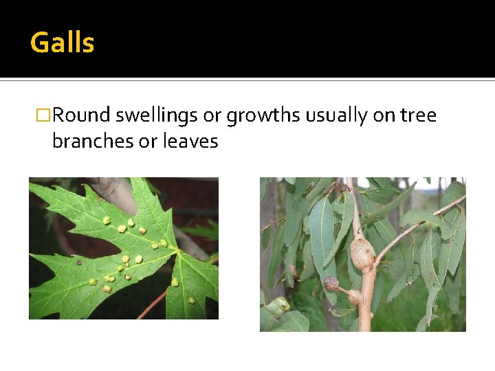 Galls �Round swellings or growths usually on tree branches or leaves 