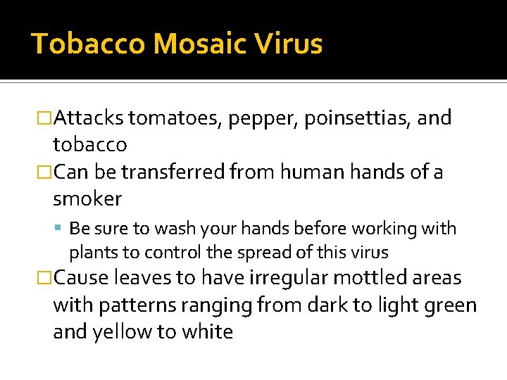 Tobacco Mosaic Virus �Attacks tomatoes, pepper, poinsettias, and tobacco �Can be transferred from human