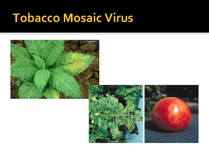 Tobacco Mosaic Virus 