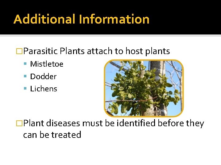 Additional Information �Parasitic Plants attach to host plants Mistletoe Dodder Lichens �Plant diseases must
