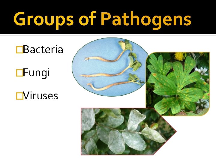 Groups of Pathogens �Bacteria �Fungi �Viruses 