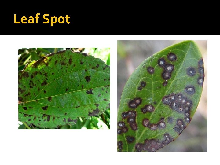 Leaf Spot 