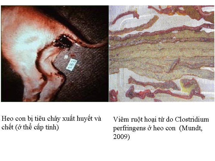 Heo con bị tiêu chảy xuất huyết và chết (ở thể cấp tính) Viêm