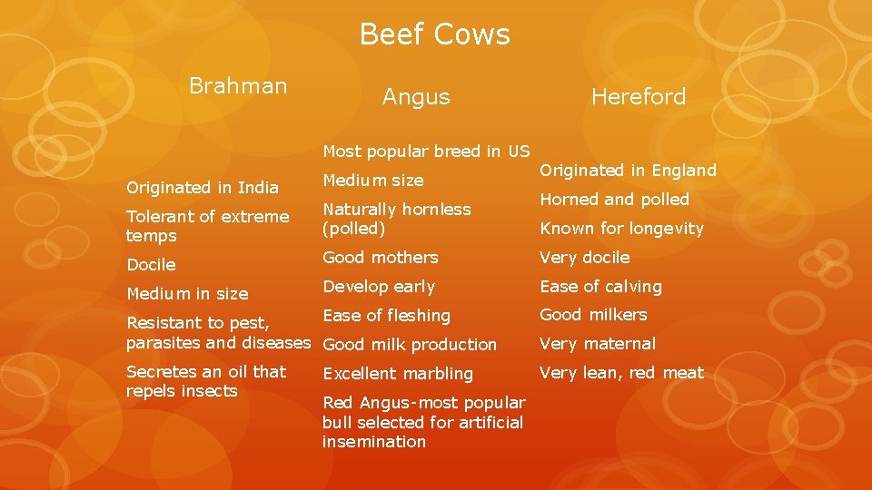 Beef Cows Brahman Angus Most popular breed in US Hereford Originated in England Originated