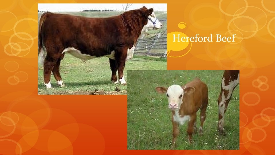 Hereford Beef 