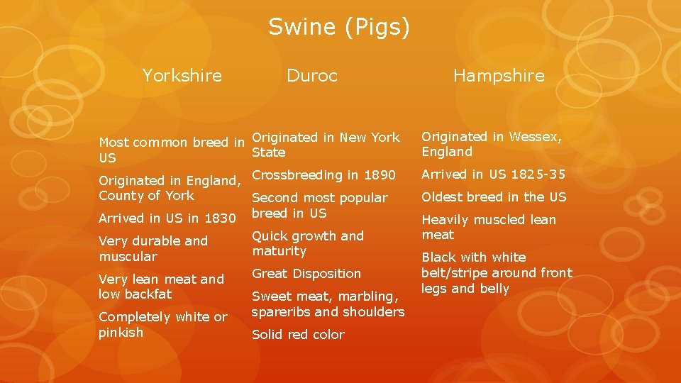 Swine (Pigs) Yorkshire Duroc Most common breed in Originated in New York State US