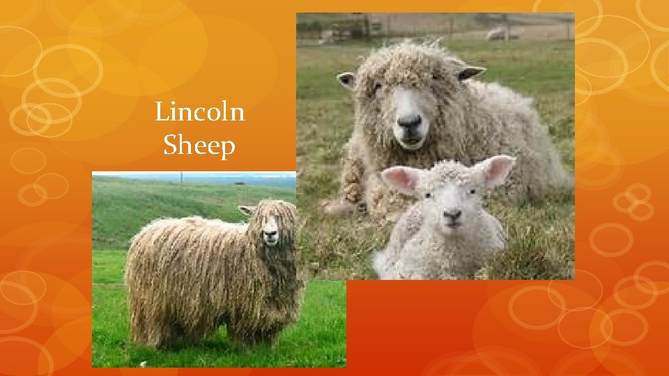 Lincoln Sheep 