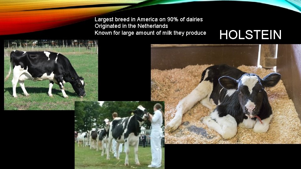 Largest breed in America on 90% of dairies Originated in the Netherlands Known for