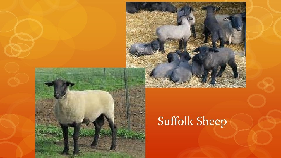 Suffolk Sheep 