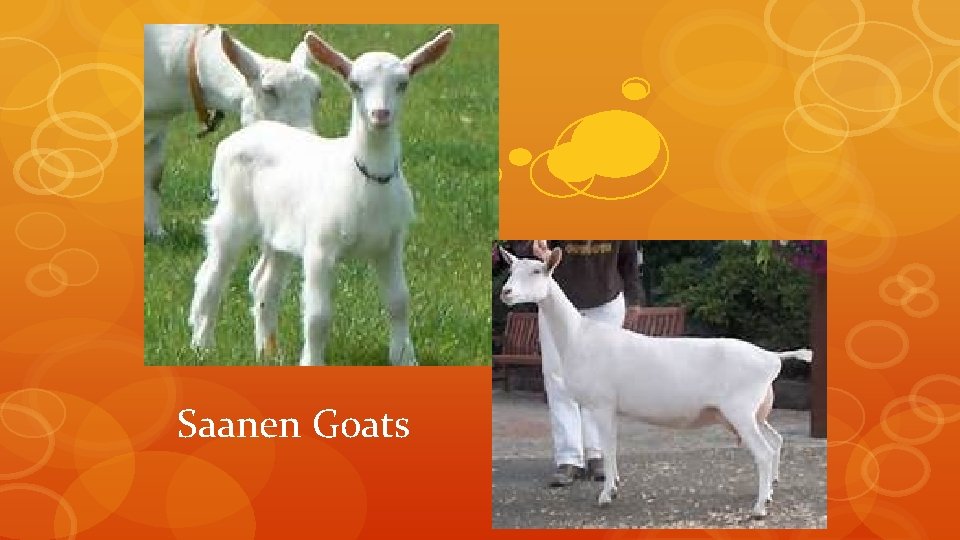 Saanen Goats 