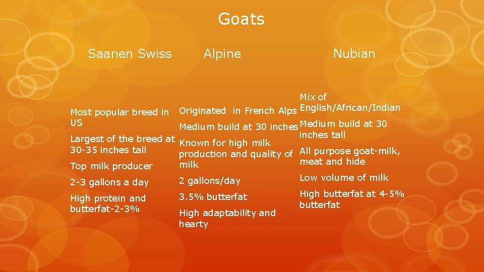 Goats Saanen Swiss Alpine Nubian Mix of Most popular breed in Originated in French