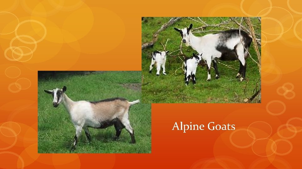 Alpine Goats 
