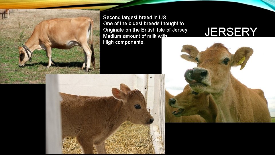 Second largest breed in US One of the oldest breeds thought to Originate on